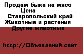 Продам быка на мясо › Цена ­ 65 000 - Ставропольский край Животные и растения » Другие животные   